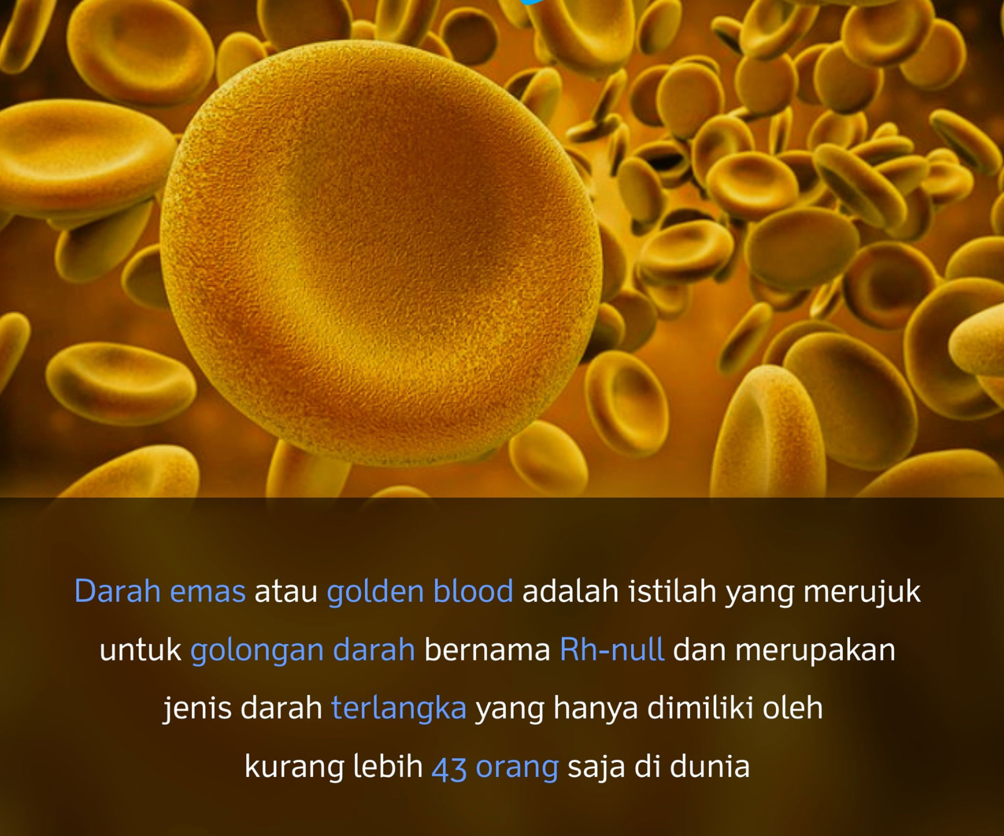 Golden blood RH NULL