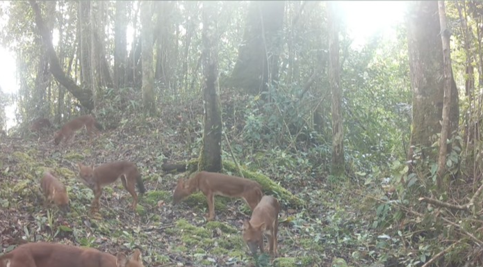 Kawanan Ajag Anjing Super Langka