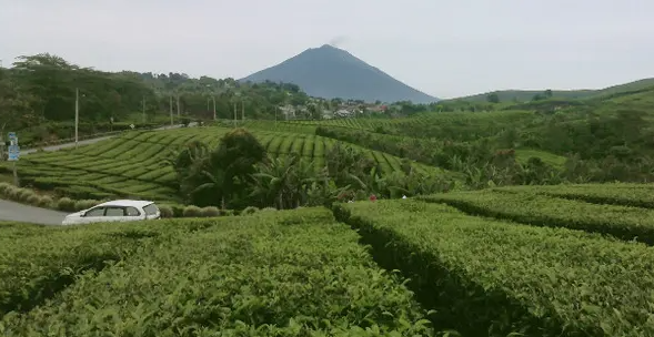 Keunikan Teh Kayu