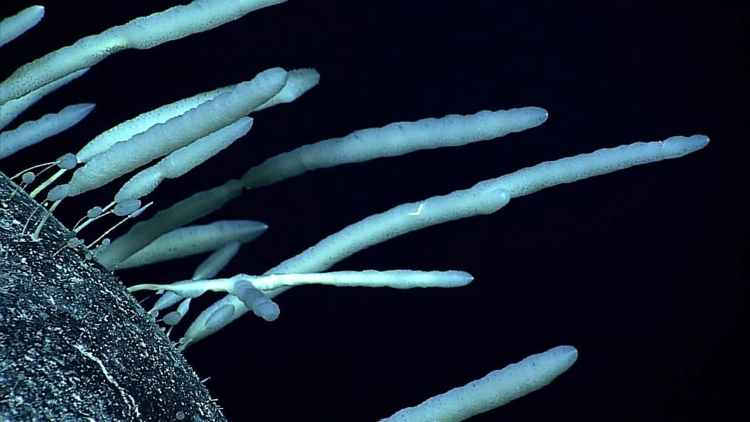 Potret Monorhapis Chuni - Instagram antarcticsouthernocean