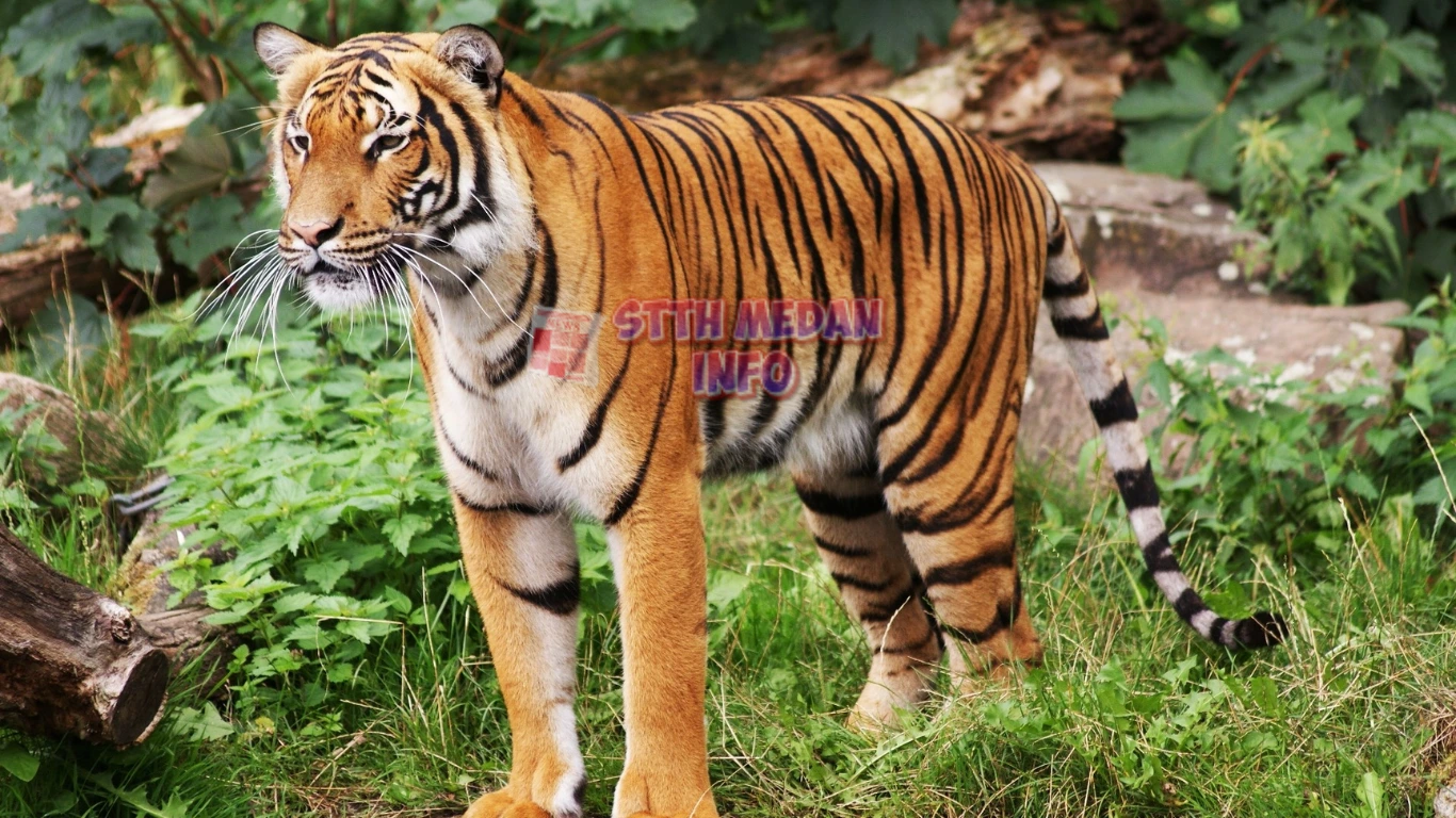 Potret Harimau Sumatera - Bioliv.cz