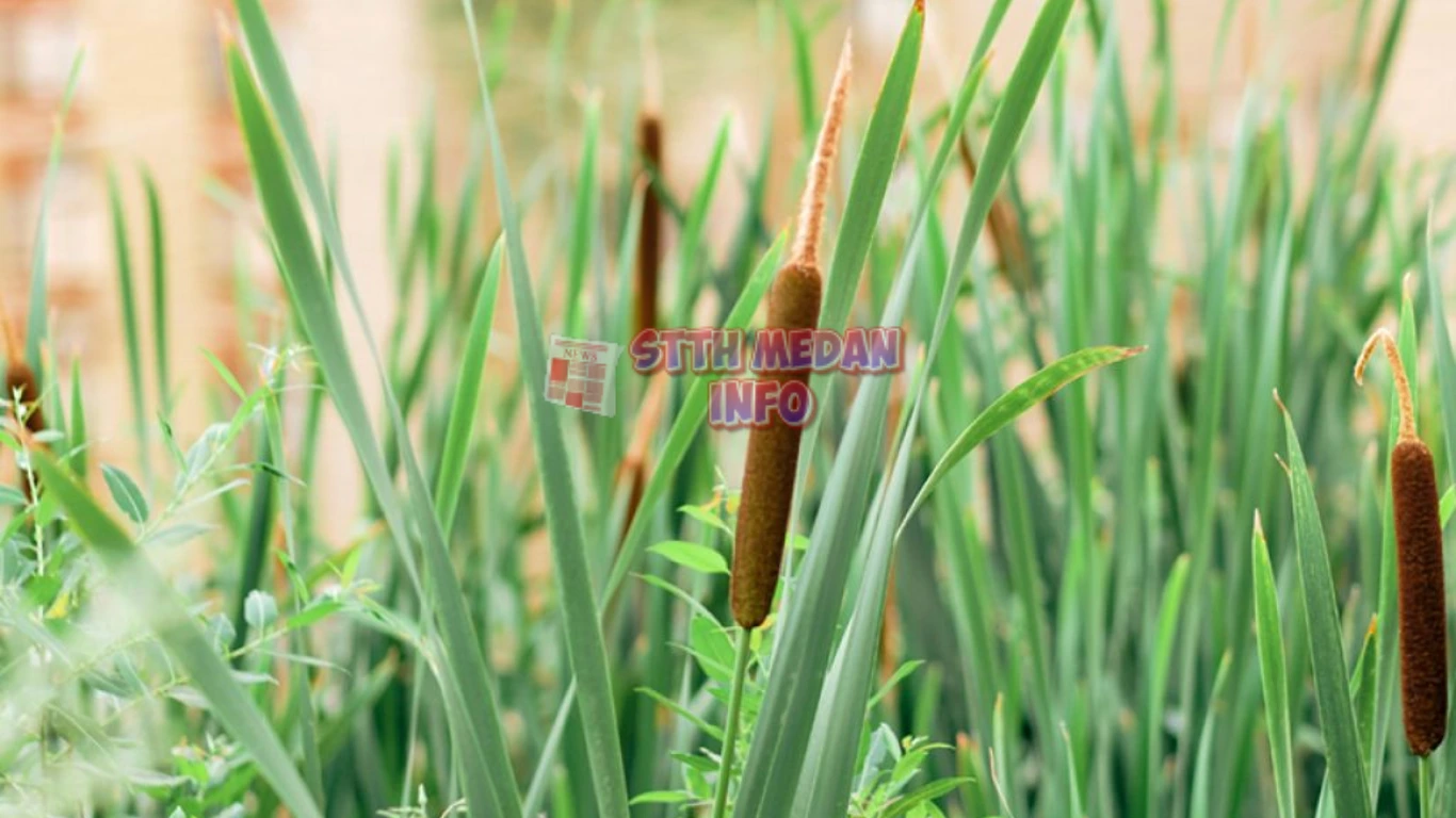 Potret Typha angustifolia Sebagai Tanaman penghasil emas - promessedefleurs.ie