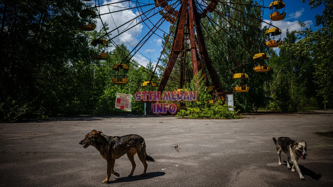 2 Anjing Berjalan di Kota Pripyat, Ukraina dekat lokasi bencana nuklir Chernobyl - AFP