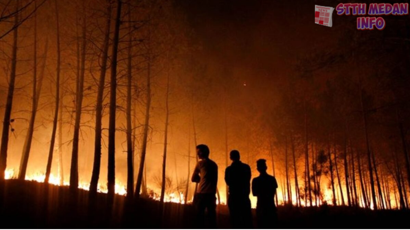 Kebakaran Hutan di Korea Selatrat dan Korban Jiwa-podme